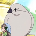 Doves
